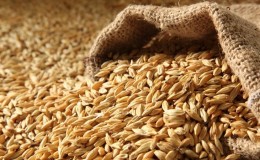 Who can be fed with feed barley?