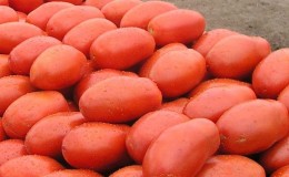 The legendary hybrid - the Incas tomato: why it is so loved in different countries, and why you will like it