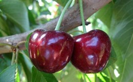 What is good about the Bull's Heart cherry variety and why you should try growing it