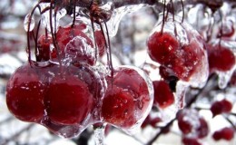 Review of the best winter-hardy cherry varieties and criteria for their selection