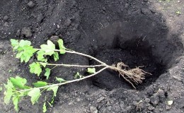 A guide to planting currants in the fall for beginner gardeners