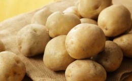 Mid-early potato variety Lilly with high yield