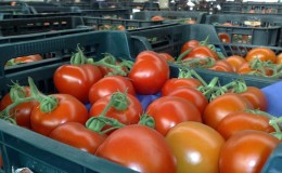 We'll tell you and show you how to keep tomatoes fresh for a long time: interesting life hacks from experienced owners