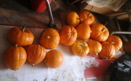 A variety with a melon aroma and high yield - Russian pumpkin and the secrets of its cultivation
