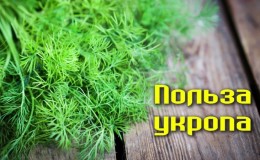 Incredible, but true: the healing properties of dill are stunning