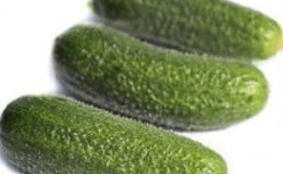 How to properly grow the Dutch hybrid cucumber Trilogy f1 to achieve a good harvest