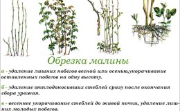 Simple and clear instructions for pruning remontant raspberries in the fall for beginners