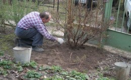 How to properly prune gooseberries in spring for a good harvest