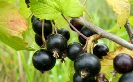 Currant leaves turn yellow in June: why does this happen and what to do in this case