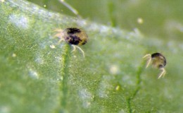How to deal with spider mites on gooseberries easily and effectively