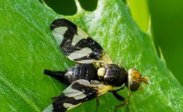 Pests and diseases of honeysuckle: signs of damage and methods of combating them