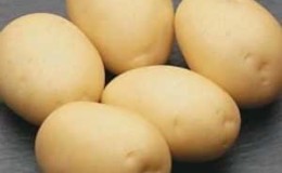 An unpretentious potato variety that stores well: Sifra