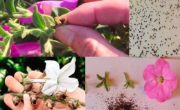 How to properly collect petunia seeds at home