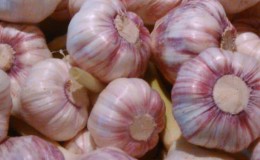 The best varieties of spring garlic: choosing the appropriate type according to parameters