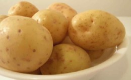 Early ripening and unpretentious potato variety Molly