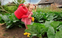 How often and how to water cabbage correctly