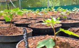 How to properly propagate gooseberries in the summer from cuttings: a step-by-step guide