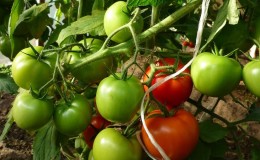 What to do to make tomatoes in a greenhouse turn red faster: the best techniques and life hacks of experienced summer residents