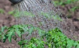 How to feed tomatoes with boric acid, iodine and ash: prepare the solution and apply it correctly