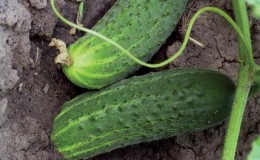 What kind of soil do cucumbers like and how to properly treat it before and after planting