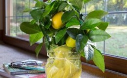 What is good about the Panderosa lemon variety and why is it worth growing?