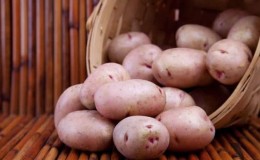 Potato variety Khozyayushka for growing in the northern regions