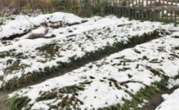 Saving the harvest from the cold: how to cover garlic for the winter, how and when to do it correctly