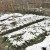 Saving the harvest from the cold: how to cover garlic for the winter, how and when to do it correctly
