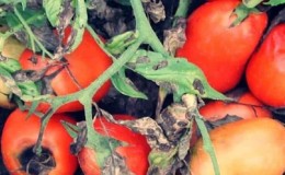 What macrosporiosis of tomatoes looks like and why summer residents are so afraid of it: get to know the enemy better and defeat