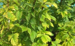 Raspberry leaves turn yellow in summer: what to do and why this happens