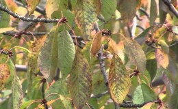 Why do cherry leaves turn yellow in July and how to treat the tree correctly