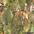 Why do cherry leaves turn yellow in July and how to treat the tree correctly