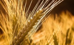 What varieties of rye are there: seed, winter and other varieties