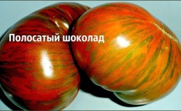 A variety with an unusual color, unique taste and appetizing name - Striped Chocolate tomato