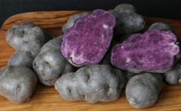 Amazing potato variety Vitalot with purple skin and pulp