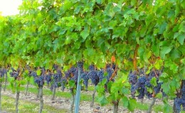 A step-by-step guide to properly preparing grapes for winter