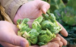 When and how to harvest Brussels sprouts