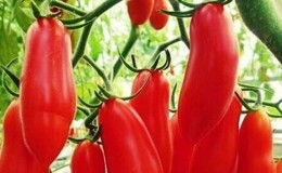 An unusual fruit with an original name: the Red Banana tomato - what’s good about it and how to grow it yourself