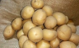 Potato variety Riviera: grows in any climatic conditions
