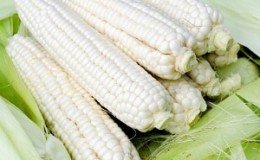 What is white corn, how is it different from regular corn and how to eat it