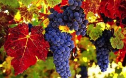 Proven ways to preserve grapes for the winter at home