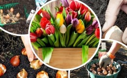 We are planning to plant a garden: is it possible to plant tulips in the spring, and when will they bloom?