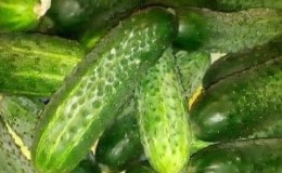 What are they good for and how to properly grow red mullet cucumbers for delicious preparations for the winter
