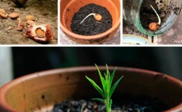 How to grow apricots from seeds at home and in the country
