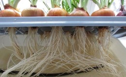 Features of growing onions hydroponically