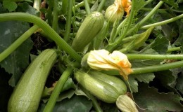 Domestic and imported bush varieties of zucchini: the most popular representatives and their features