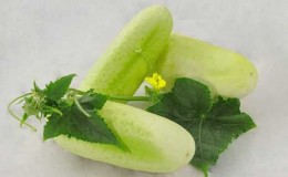 The favorite of many summer residents is the White Angel cucumber variety with an unusual appearance and pleasant taste.