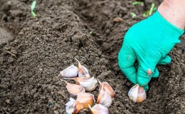 How to plant garlic in spring