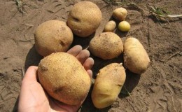 One of the most unpretentious potato varieties - Lina: description of yield and tips for growing
