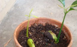 Selecting soil for mangoes at home